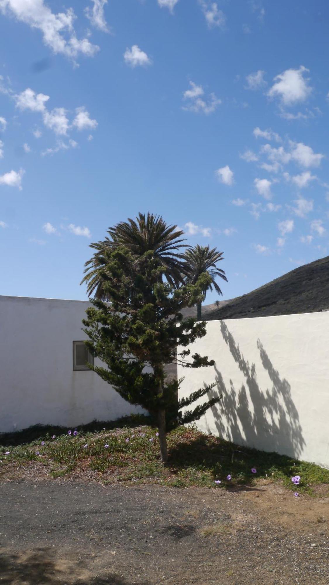 فيلا Casa Olga Máguez المظهر الخارجي الصورة
